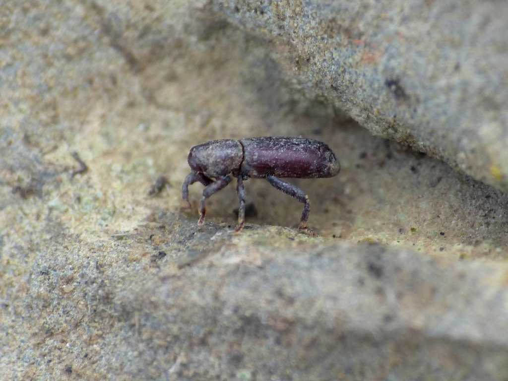 Curculionide cilindrico  - Torneuma sp.